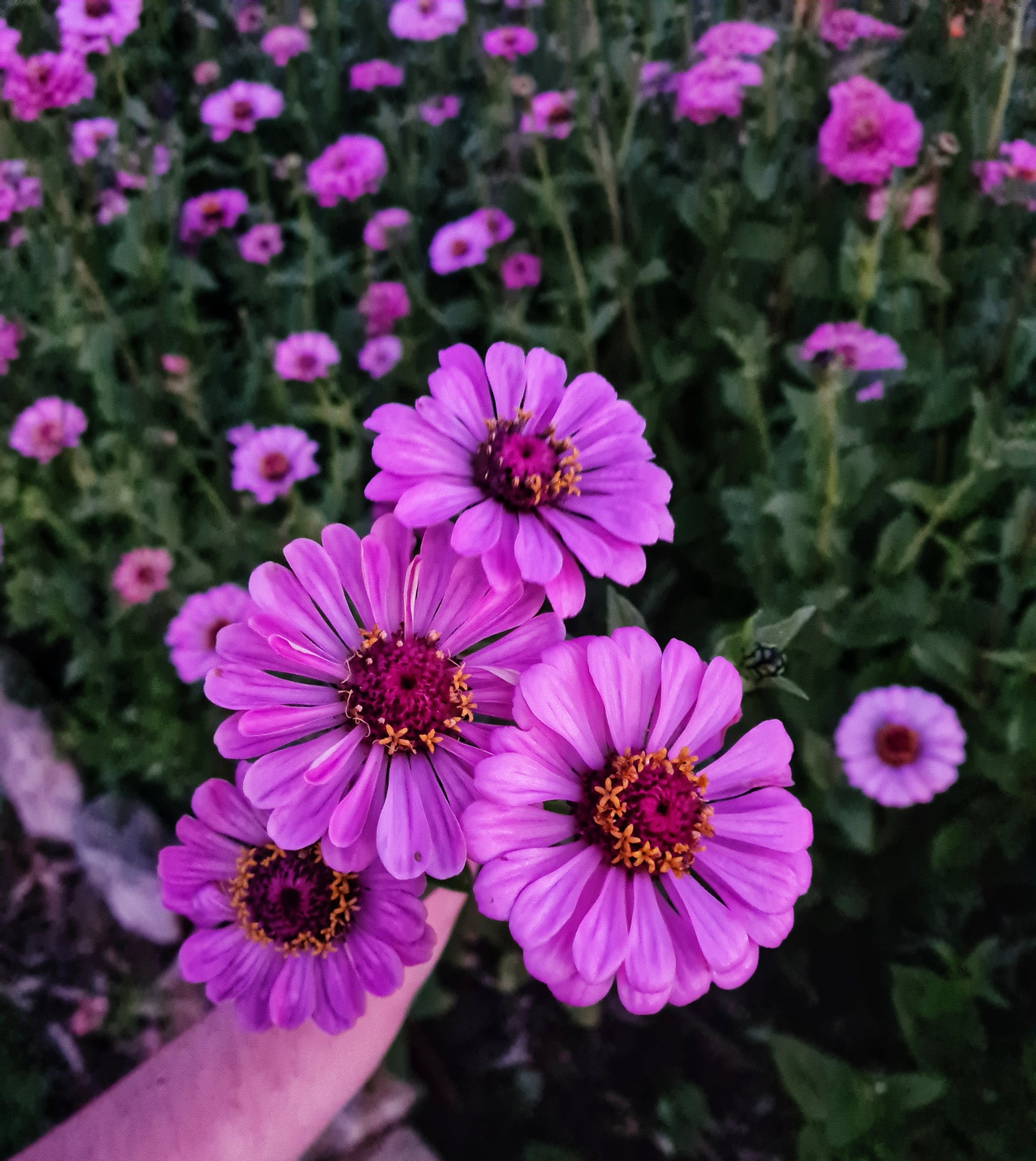 Gallery | Big Sky Flower Farm